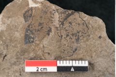 Foto (Detailansicht) von Sequoia tournalii Brongn. (NHMW-GEO-2024-0188-7950)